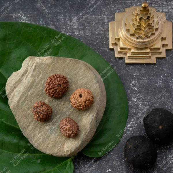 10_Mukhi_Rudraksha_-_Indonesia
