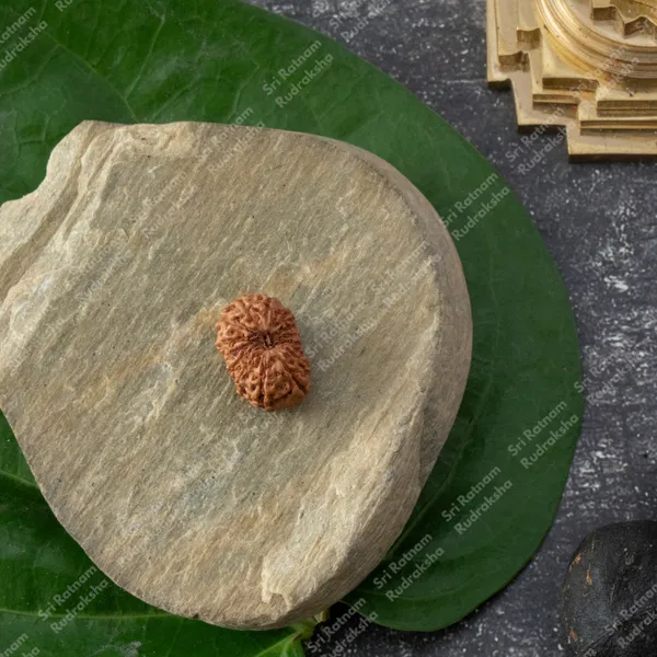 15_Mukhi_Rudraksh_-_Indonesia