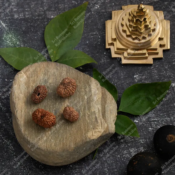 15_Mukhi_Rudraksh_-_Indonesia