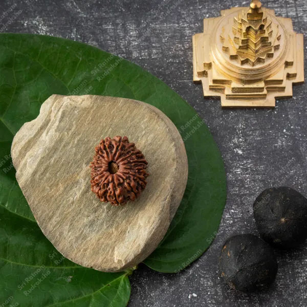 17_Mukhi_Rudraksh_-_Nepal