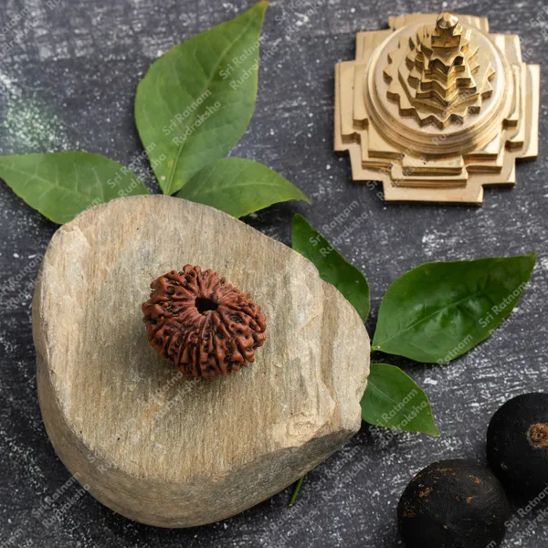 17_Mukhi_Rudraksh_-_Nepal