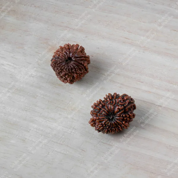 17_Mukhi_Rudraksh_-_Nepal
