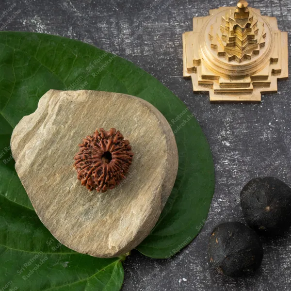 17_Mukhi_Rudraksh_-_Nepal
