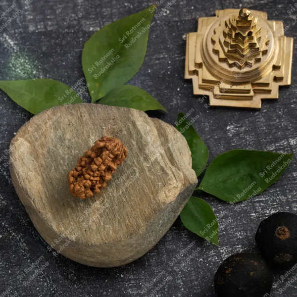 1_Mukhi_Rudraksh_-_South_India