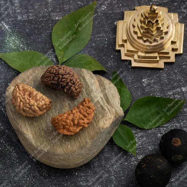 1_Mukhi_Rudraksh_-_South_India