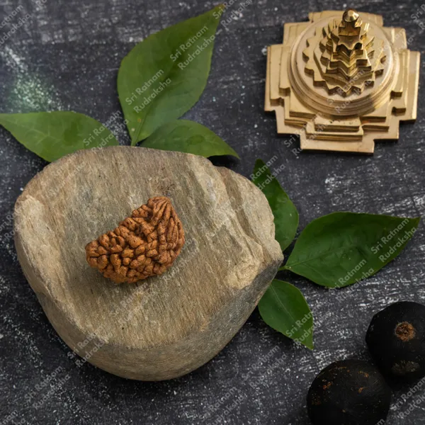 1_Mukhi_Rudraksh_-_South_India