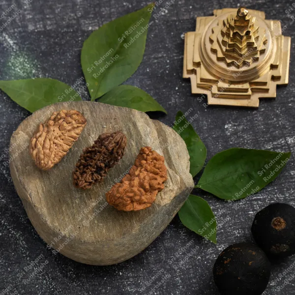 1_Mukhi_Rudraksh_-_South_India