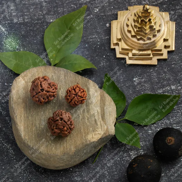 3_Mukhi_Rudraksha_-_Nepal