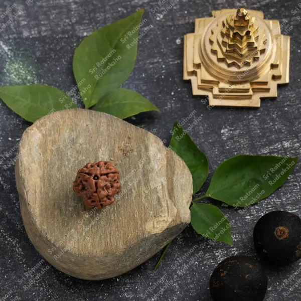 3_Mukhi_Rudraksha_-_Nepal