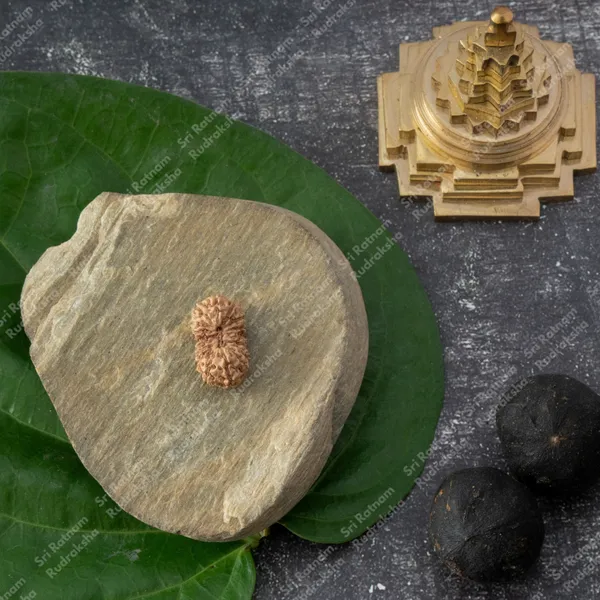 17_Mukhi_Rudraksh_-_Indonesia