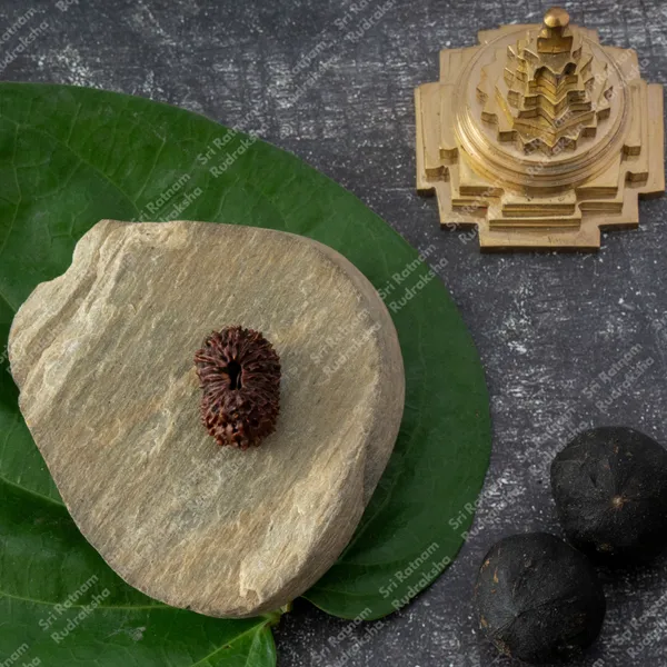 18_Mukhi_Rudraksh_-_Indonesia