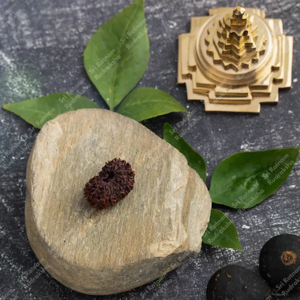 18_Mukhi_Rudraksh_-_Indonesia