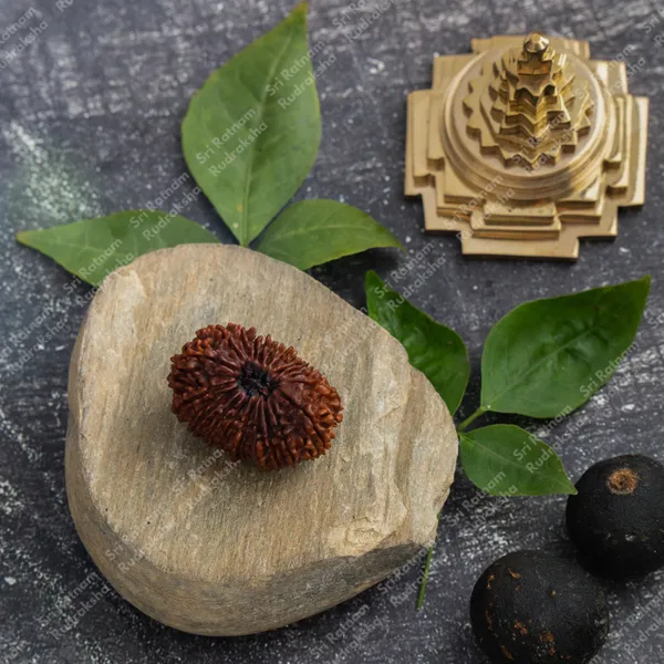 20_Mukhi_Rudraksh_-_Nepal