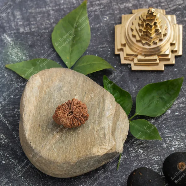 20_Mukhi_Rudraksh_-_Nepal