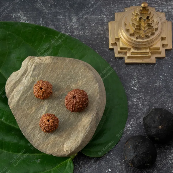 8_Mukhi_Rudraksha_-_indonesia