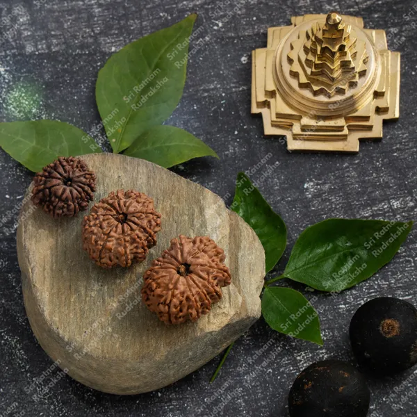 11_Mukhi_Rudraksh_-_Nepal