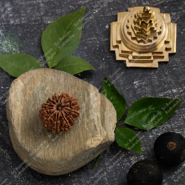 11_Mukhi_Rudraksh_-_Nepal