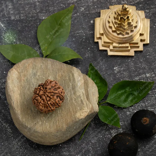 9_Mukhi_Rudraksha_-_Nepal