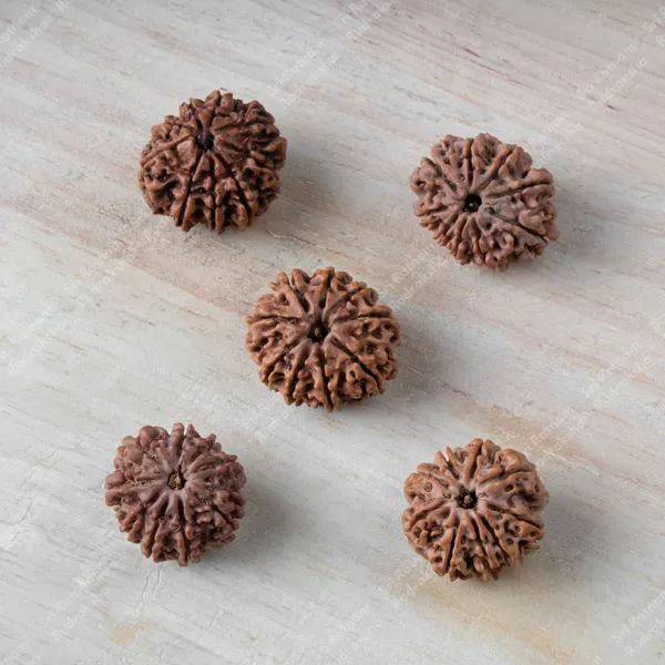 9_Mukhi_Rudraksha_-_Nepal