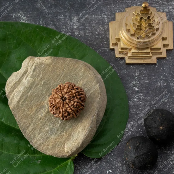 9_Mukhi_Rudraksha_-_Nepal