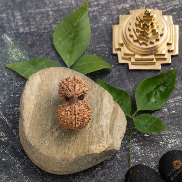 19_Mukhi_Rudraksh_-_Nepal