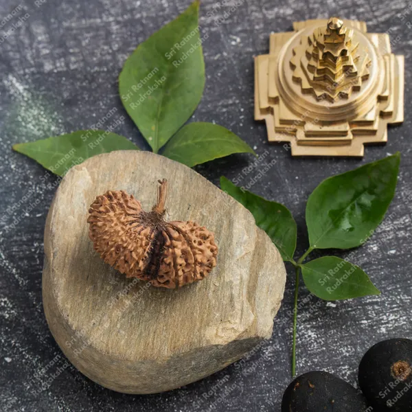 19_Mukhi_Rudraksh_-_Nepal