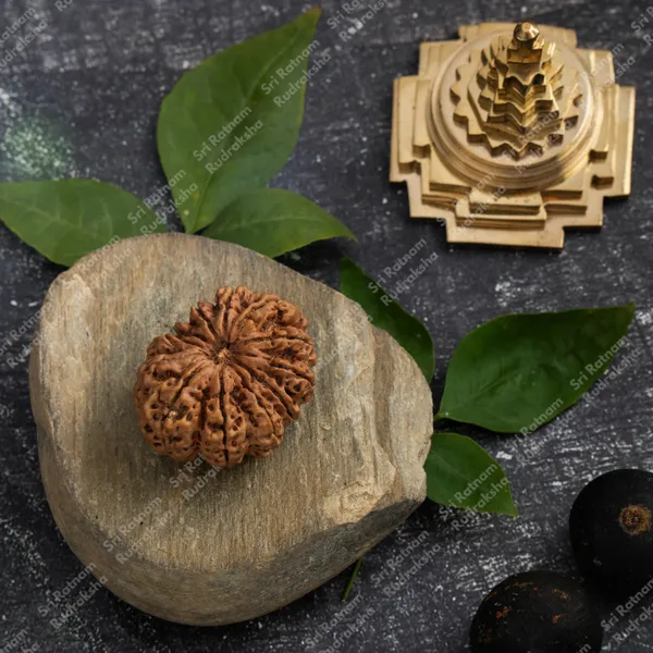 12_Mukhi_Rudraksh_-_Nepal