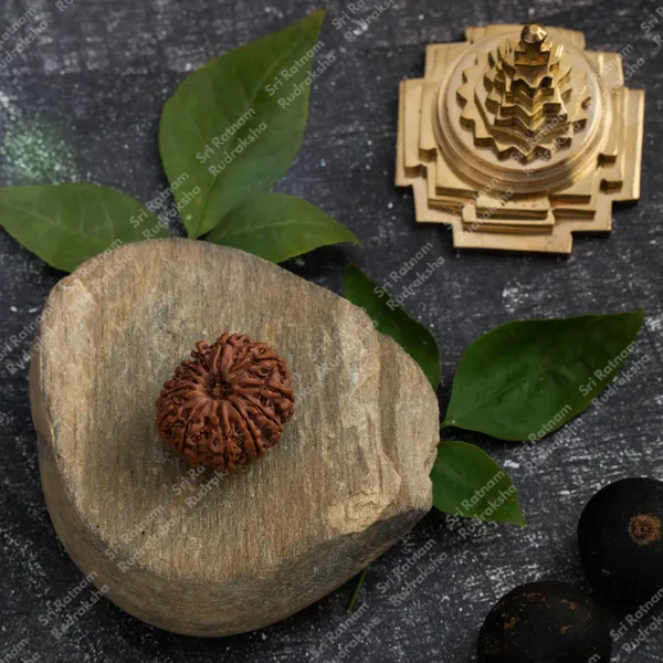 12_Mukhi_Rudraksh_-_Nepal