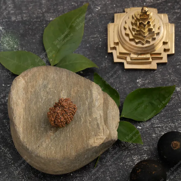 12_Mukhi_Rudraksh_-_Nepal