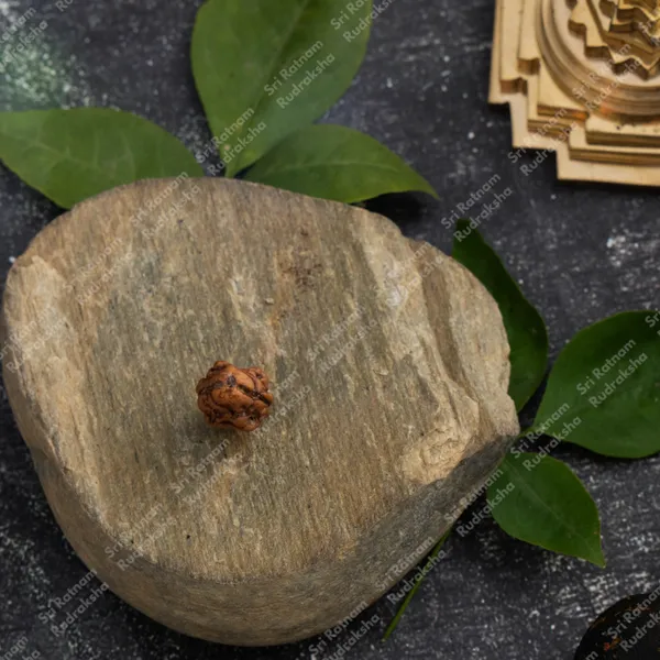 2_Mukhi_Rudraksh_-_Nepal