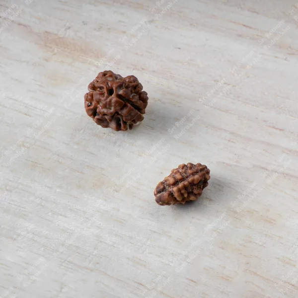 2_Mukhi_Rudraksh_-_Nepal
