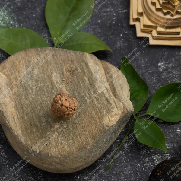 2_Mukhi_Rudraksh_-_Nepal