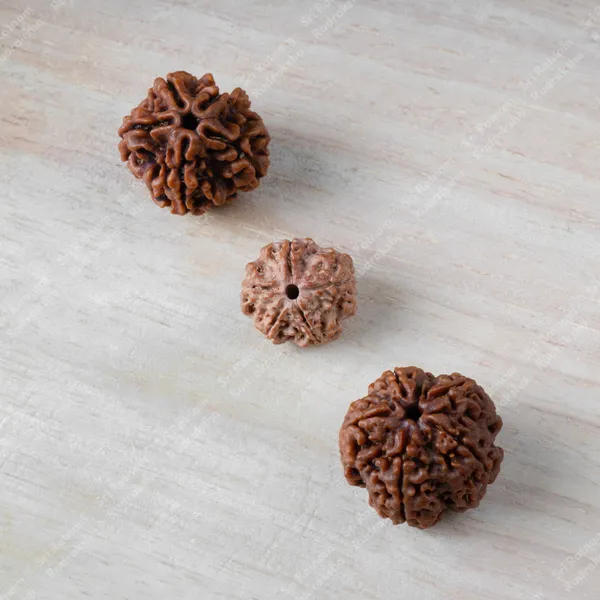 5_Mukhi_Rudraksha_-_Nepal