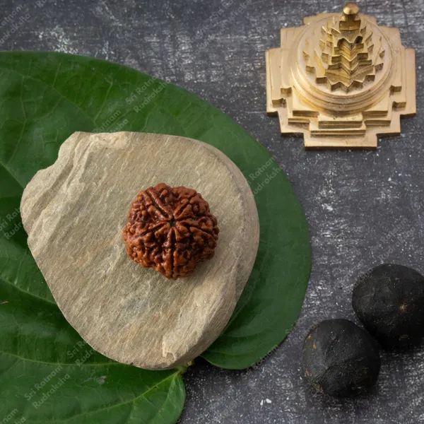 5_Mukhi_Rudraksha_-_Nepal