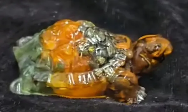 Money_Magnet_Tortoise