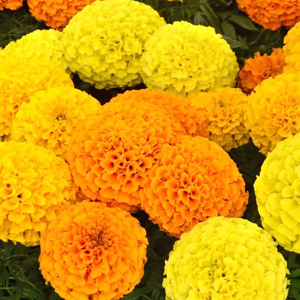 African_Marigold_(Sondesh_Mix)__Seeds