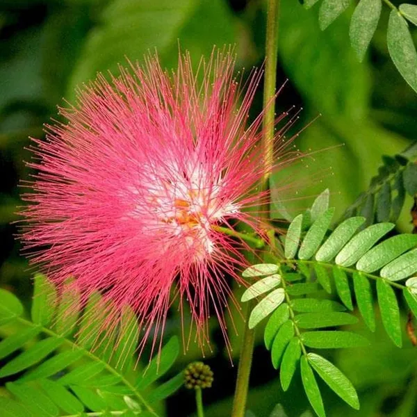 Albizia_Saman_(Rain_Tree_|_Monkey_Pod_Seeds)