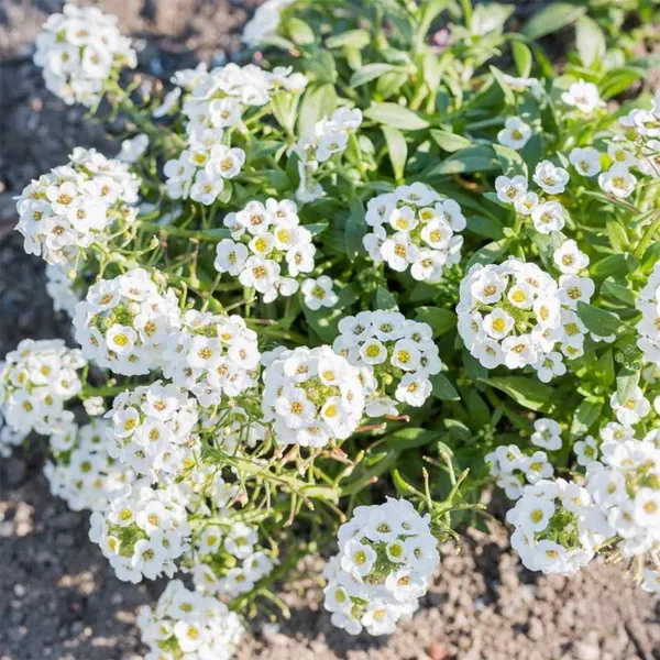 Alyssum_(Snow_White)_Seeds