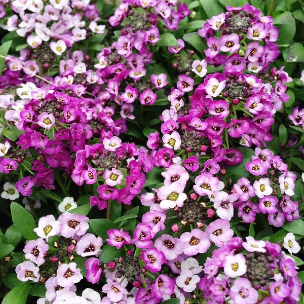Alyssum_–_Clear_Crystal_Series_F1