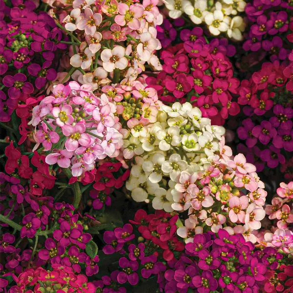 Alyssum_–_Easter_Bonnet_Series_F1