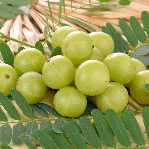 Amla_Seeds_(15_Seeds)