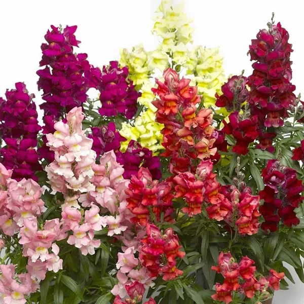 Antirrhinum_-_Snapshot_Mix_F1