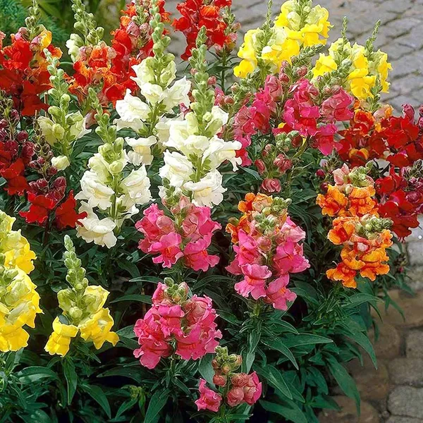 Antirrhinum_–_Semi-Tall_Rocket_Mix_F1
