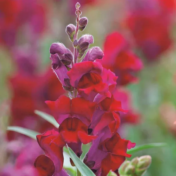 Antirrhinum_–_Tall_Liberty_Classic_F1