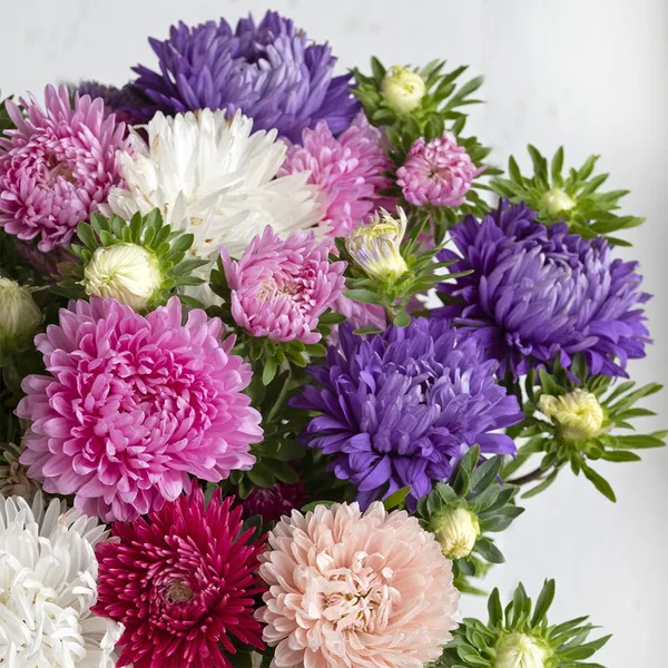 Aster_(Formula_Mix)__Seeds