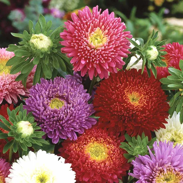 Aster_–_Benary's_Princess_F1_–_F1_Flower
