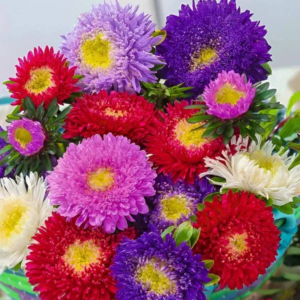 Aster_–_Dwarf_Special_Mix_F1