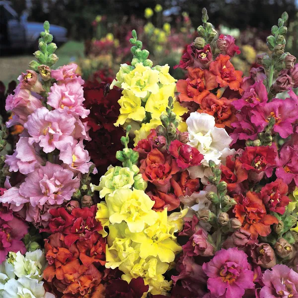 Antirrhinum_(Semi_Tall_Mix)_Seeds