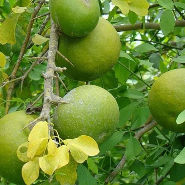 Bael_Seeds_(10_seeds)
