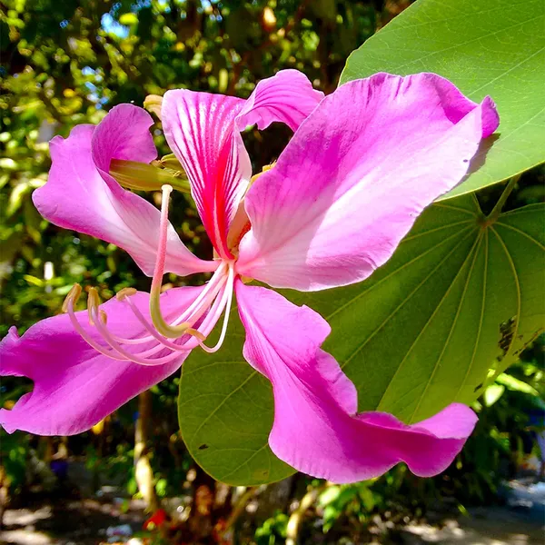 Bauhinia_Purpurea_(Orchid_Tree_Seeds)